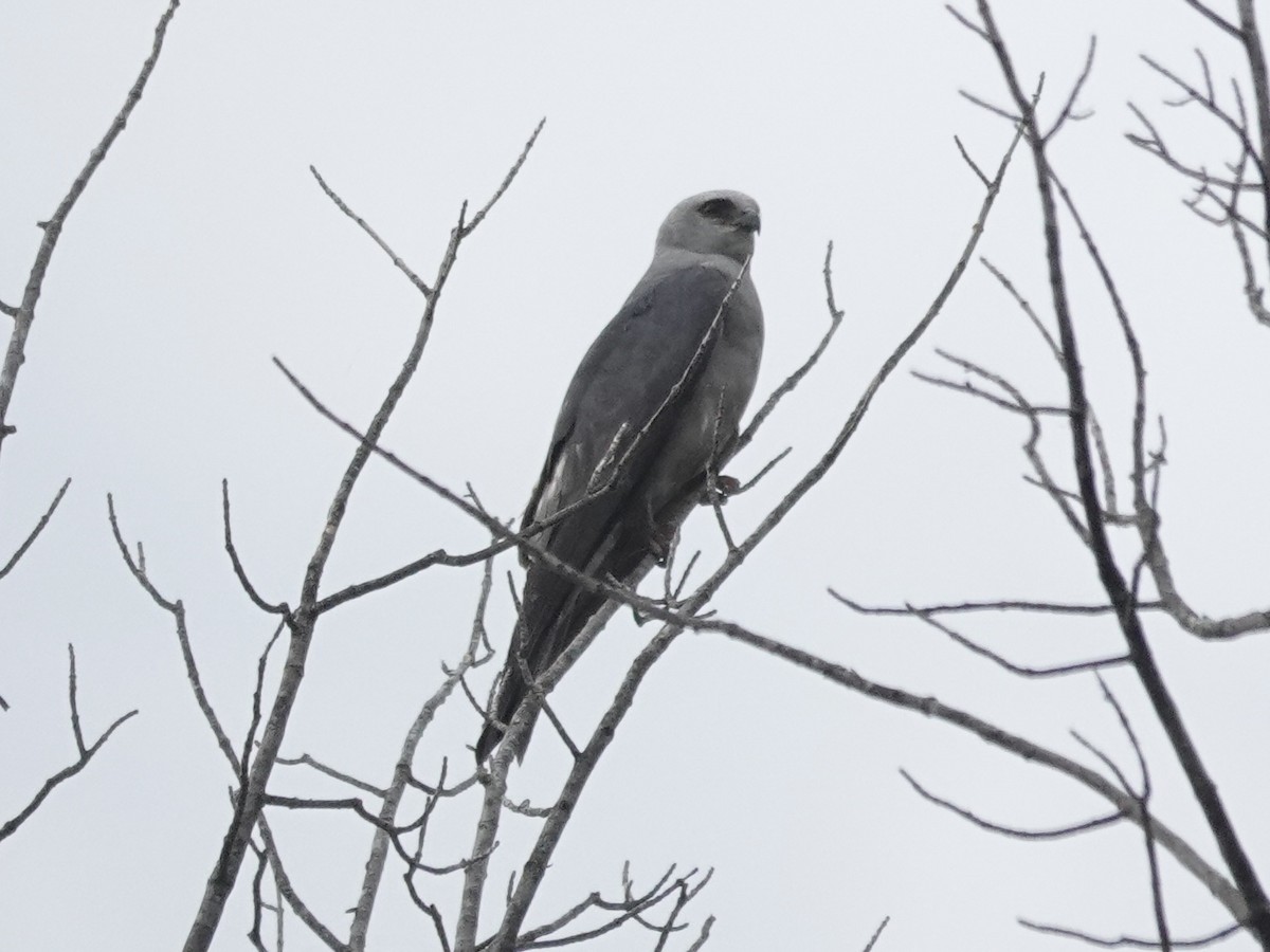Mississippi Kite - ML639959550