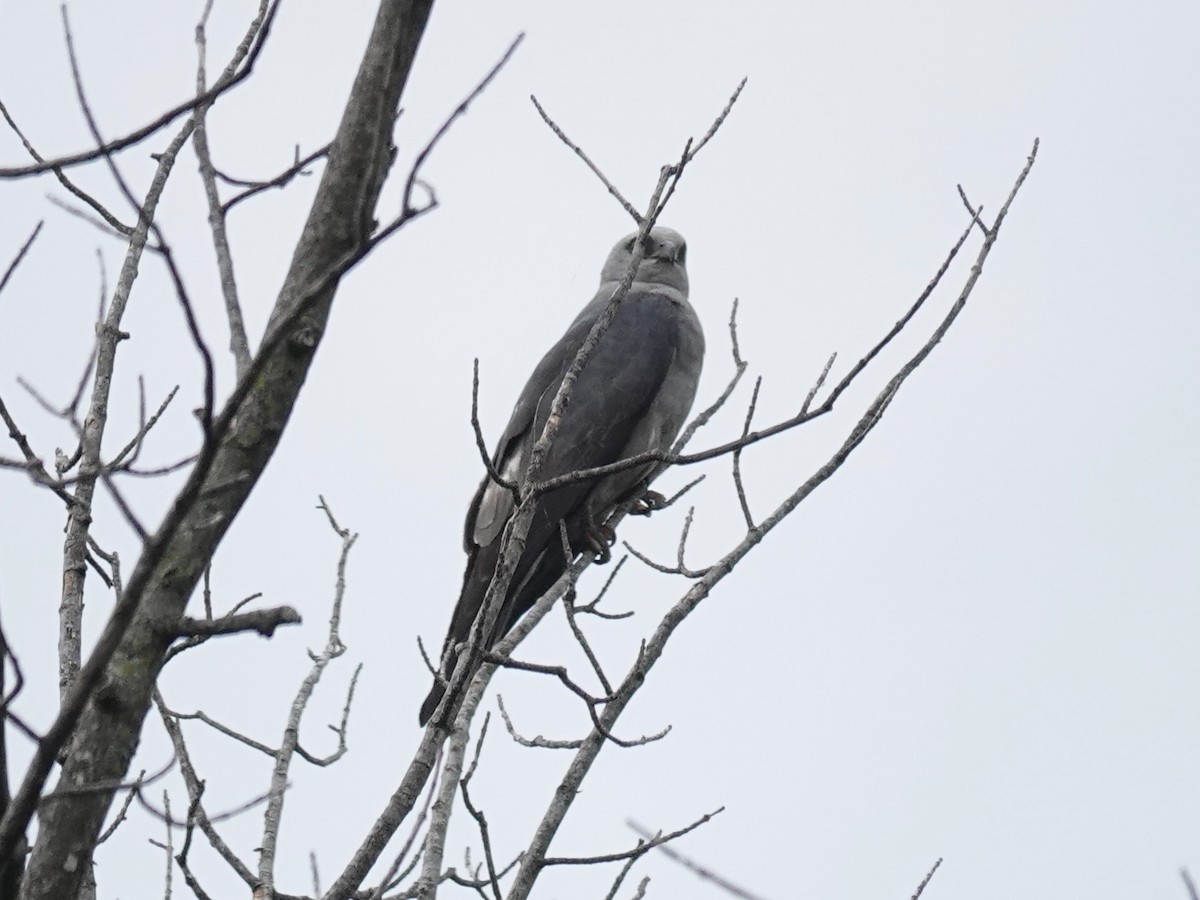 Mississippi Kite - ML639959551
