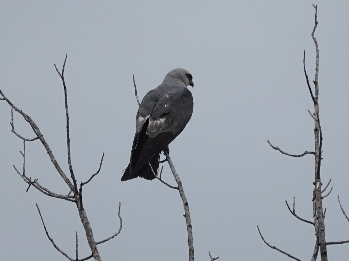 Mississippi Kite - ML639959552