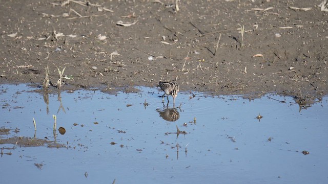 Wilson's Snipe - ML639959698