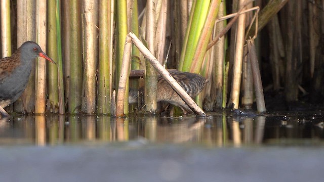 Water Rail - ML639959705