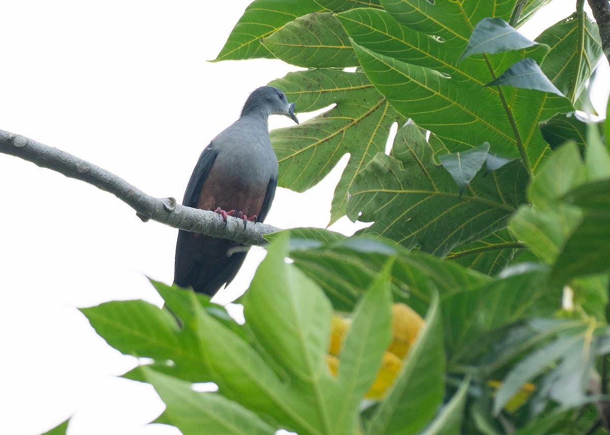 Micronesian Imperial-Pigeon - ML639959836