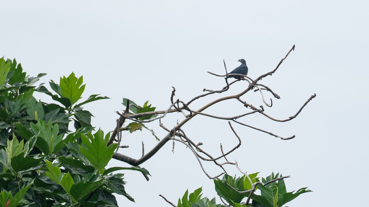 Micronesian Imperial-Pigeon - ML639959837