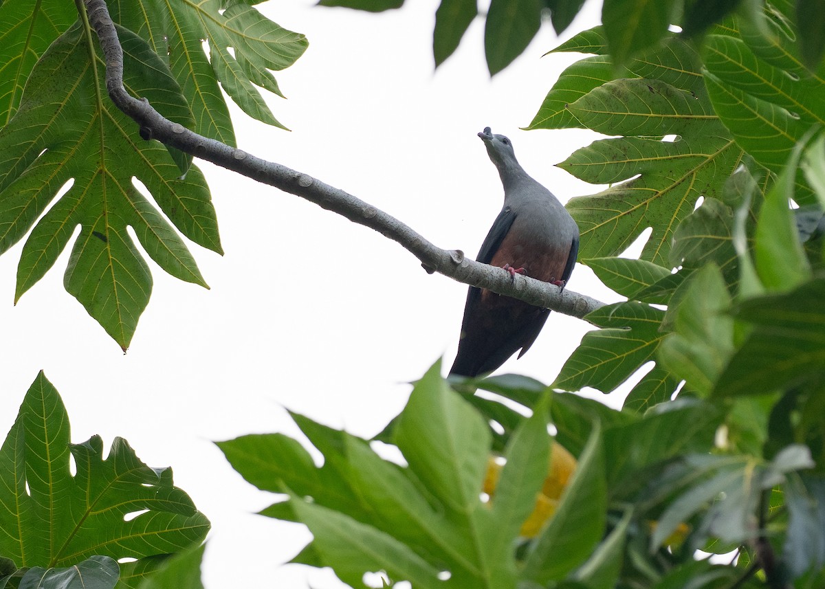 Micronesian Imperial-Pigeon - ML639959838