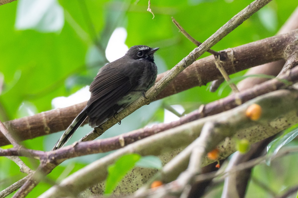Pohnpei Fantail - ML639959856