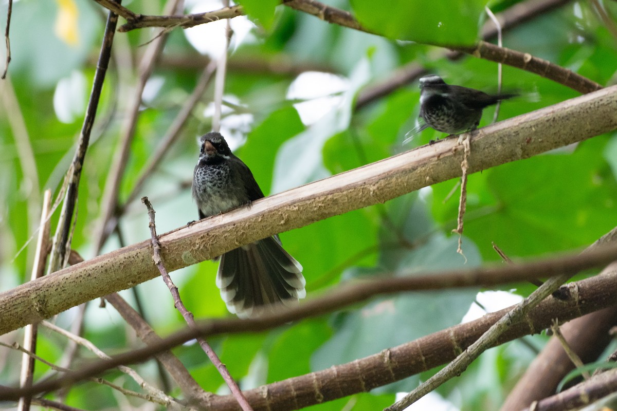 Pohnpei Fantail - ML639959857