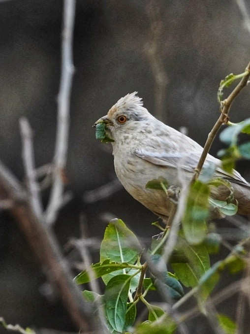 White-tipped Plantcutter - ML639959928