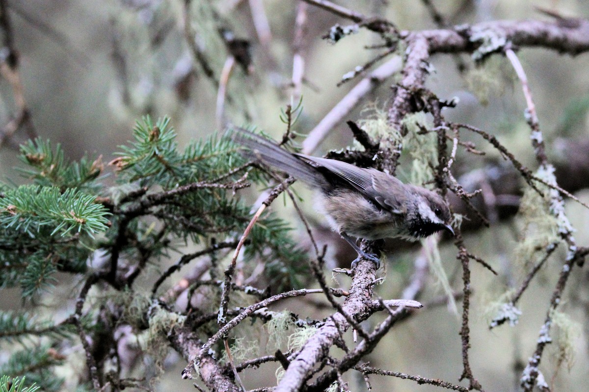 Boreal Chickadee - ML639959934