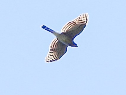 American Goshawk - ML639959935