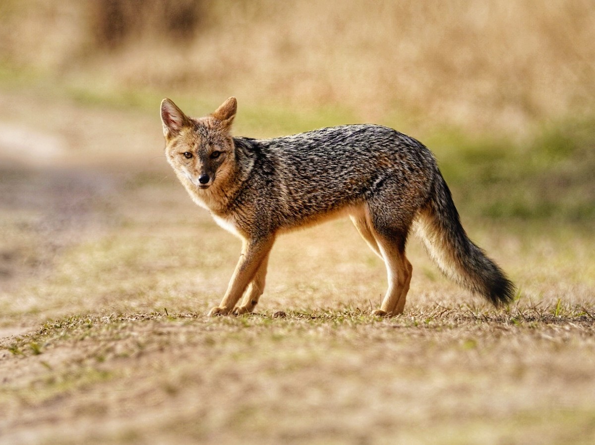 Chilla - ML639959952