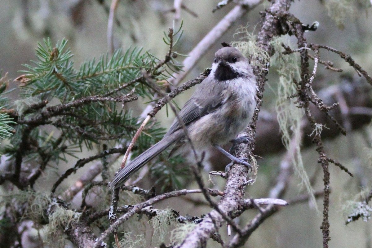 Boreal Chickadee - ML639959963