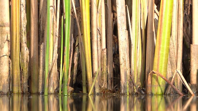 Water Rail - ML639959964