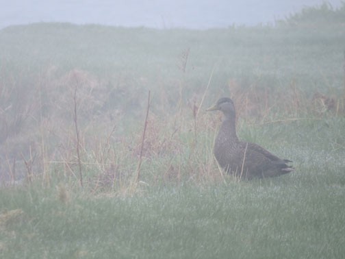American Black Duck - ML639960019