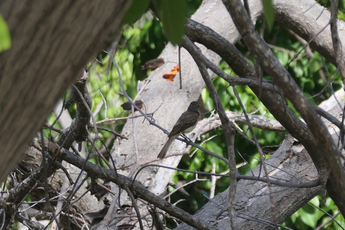Grenada Flycatcher - ML639960028