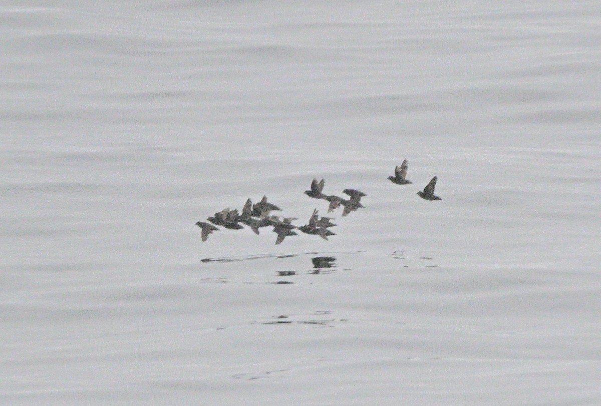 Whiskered Auklet - ML639960044