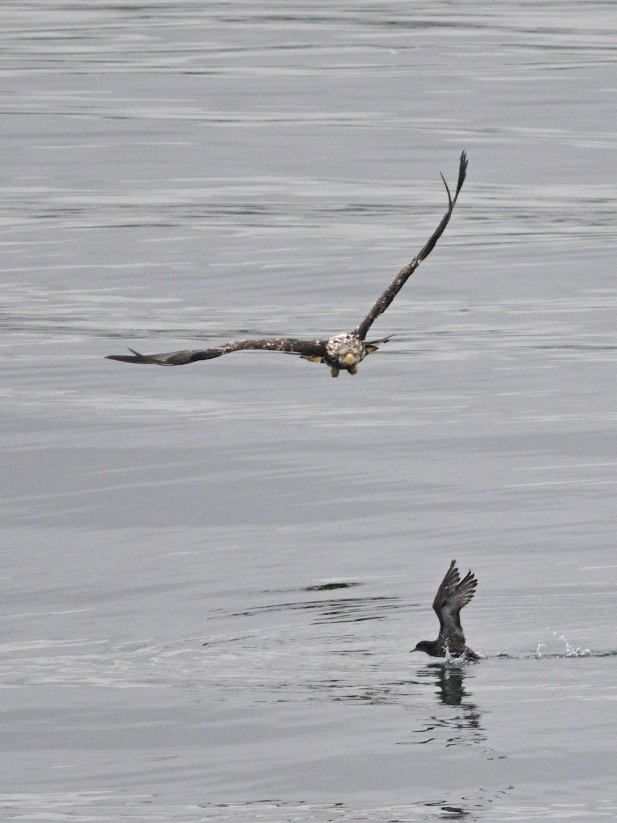 Bald Eagle - ML639960045