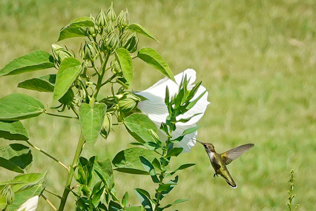 Ruby-throated Hummingbird - ML639960051
