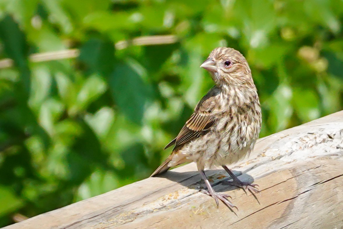 House Finch - ML639960056
