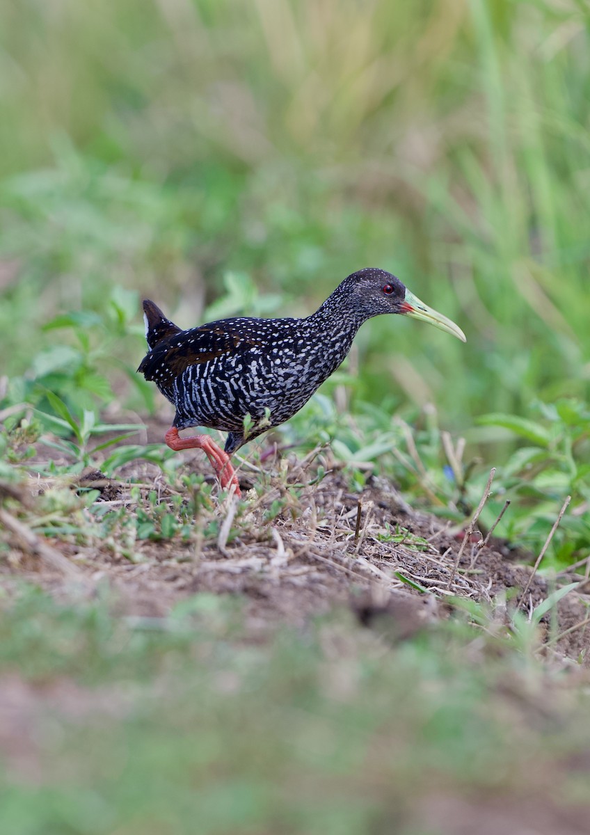 Spotted Rail - ML639960092
