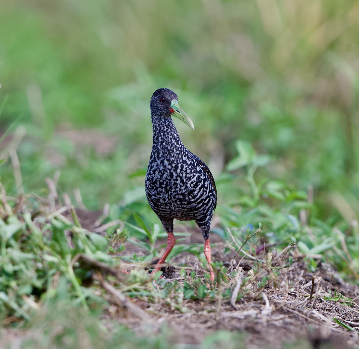 Spotted Rail - ML639960093