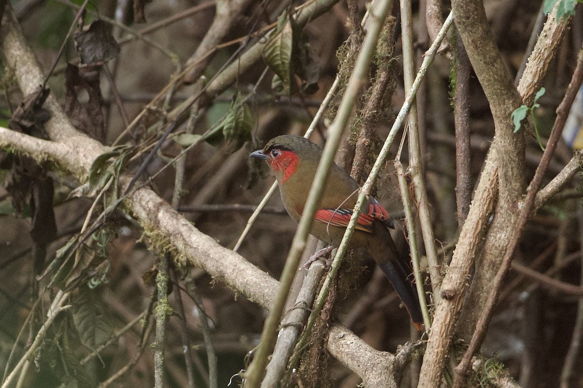 Garrulaxe à ailes rouges - ML639960103
