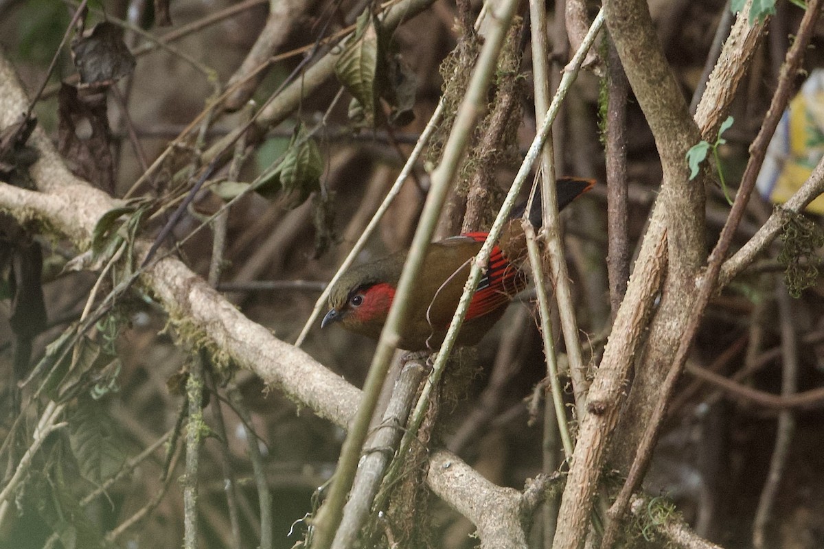 Garrulaxe à ailes rouges - ML639960104