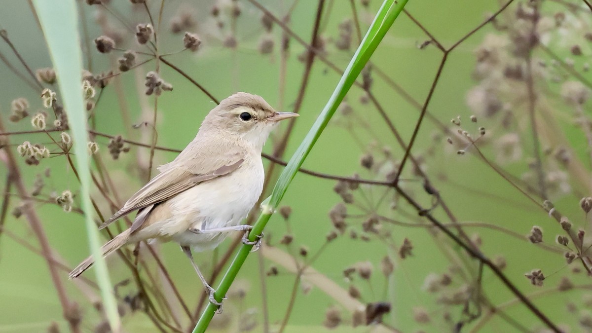 sedmihlásek malý - ML639960126
