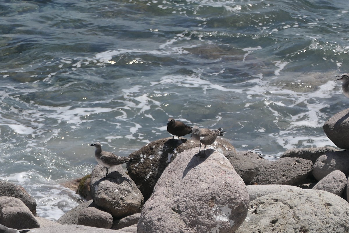 Mouette atricille - ML639960157