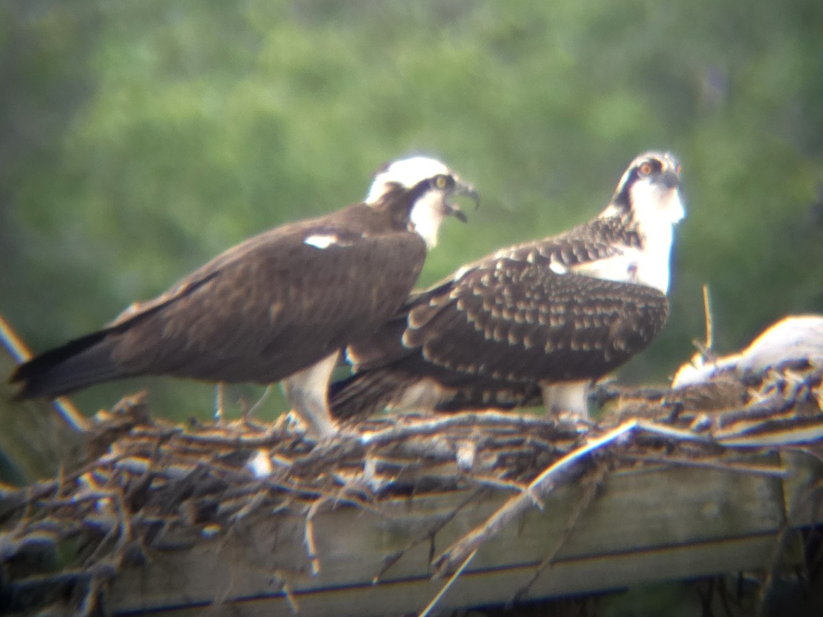 orlovec říční - ML639960175