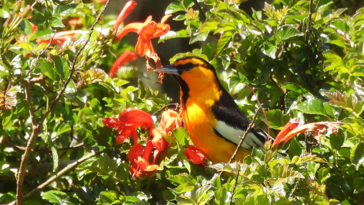 Bullock's Oriole - ML639960179