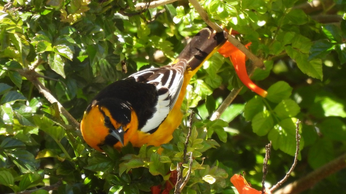 Bullock's Oriole - ML639960180