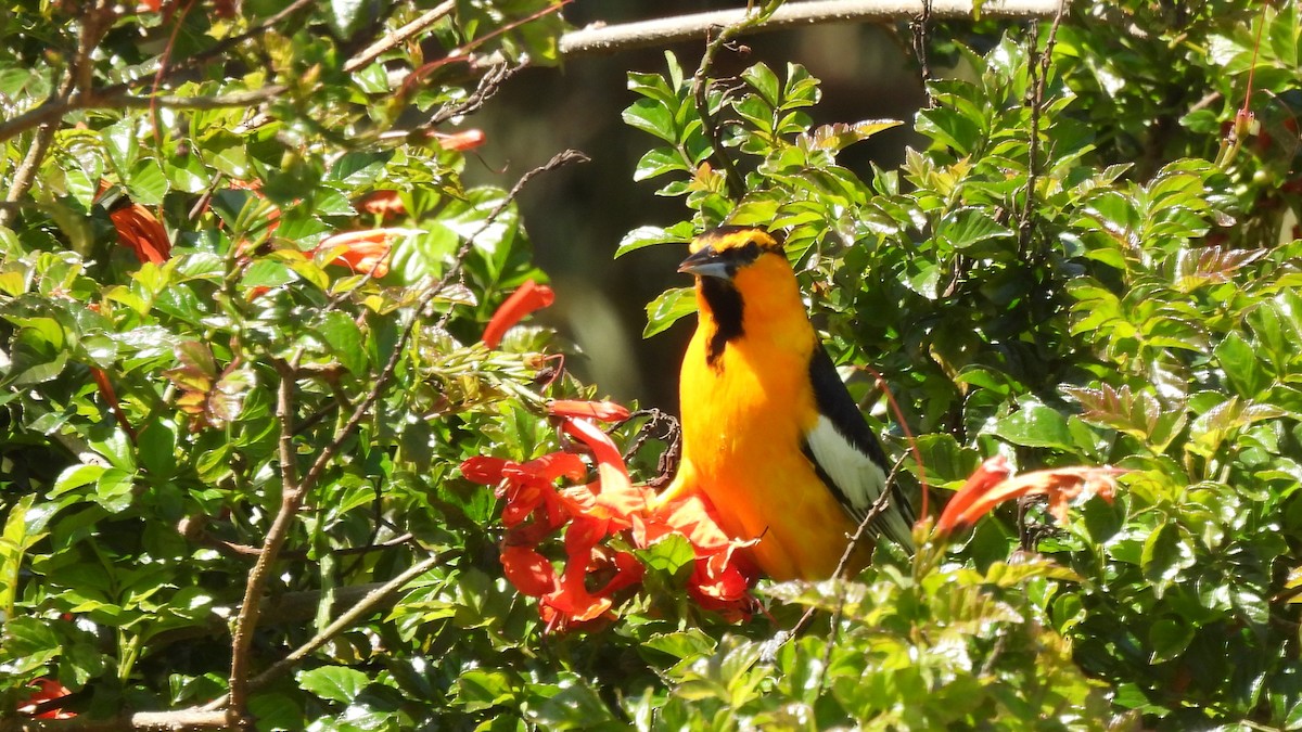 Bullock's Oriole - ML639960181