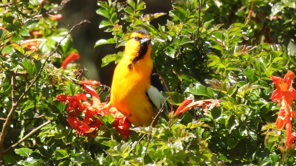 Bullock's Oriole - ML639960182