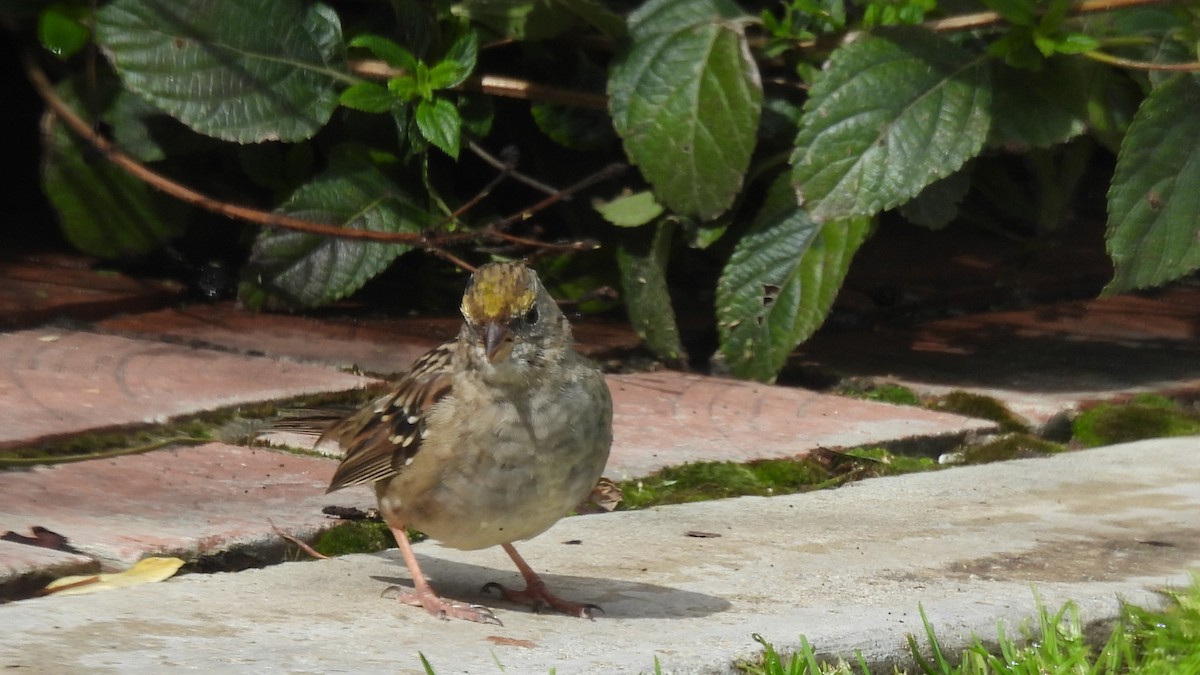 Golden-crowned Sparrow - ML639960248
