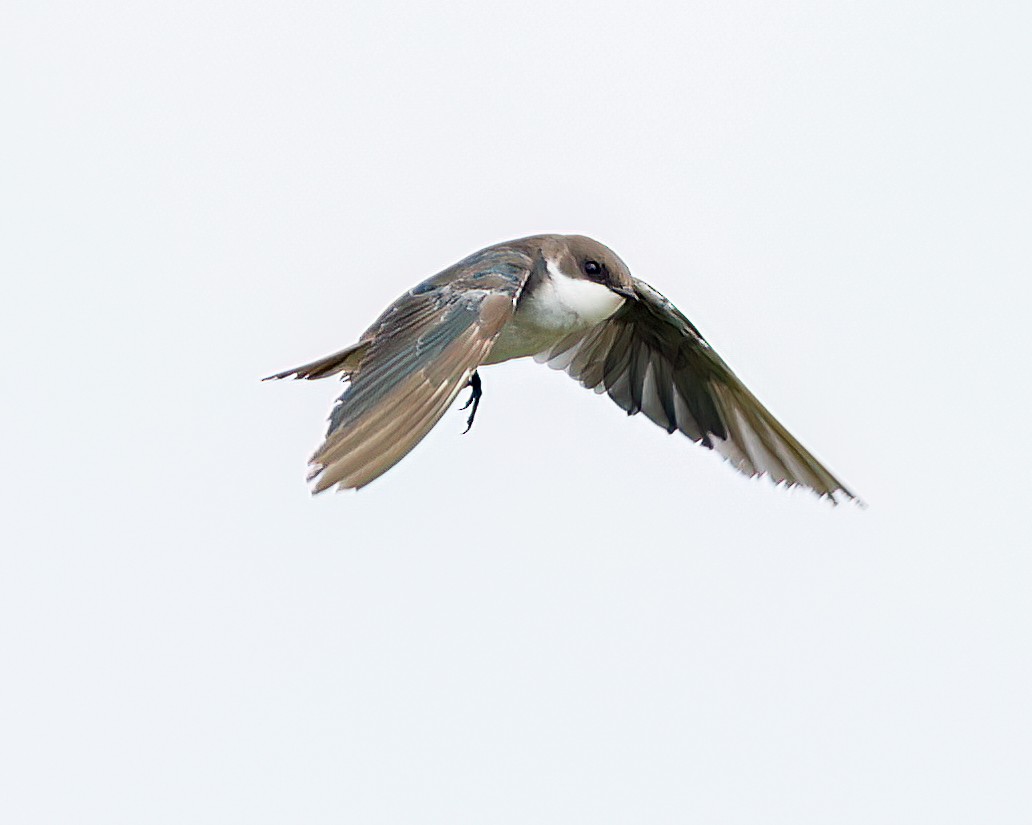 Tree Swallow - ML639960260
