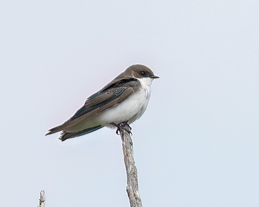 Tree Swallow - ML639960261