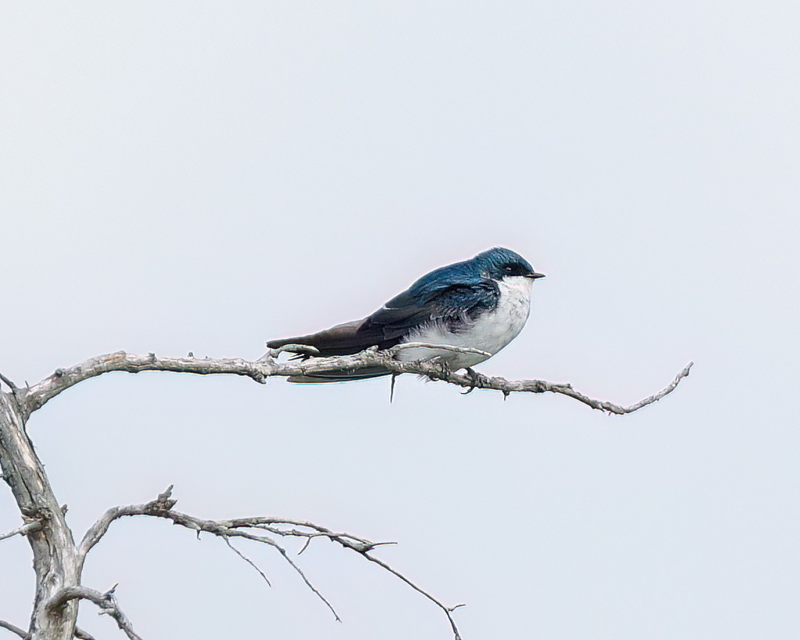 Tree Swallow - ML639960262