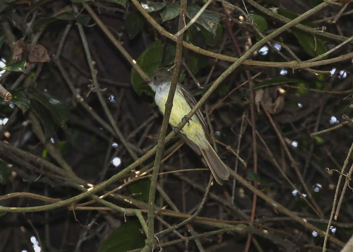 Swainson's Flycatcher - ML639960275