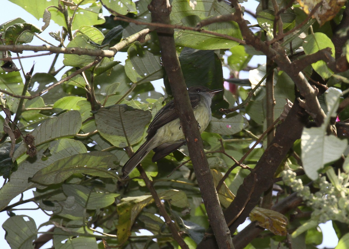 Swainson's Flycatcher - ML639960276