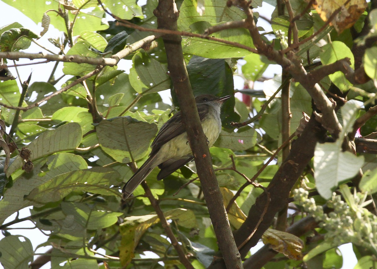 Swainson's Flycatcher - ML639960277