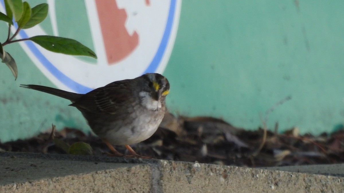 White-throated Sparrow - ML639960284