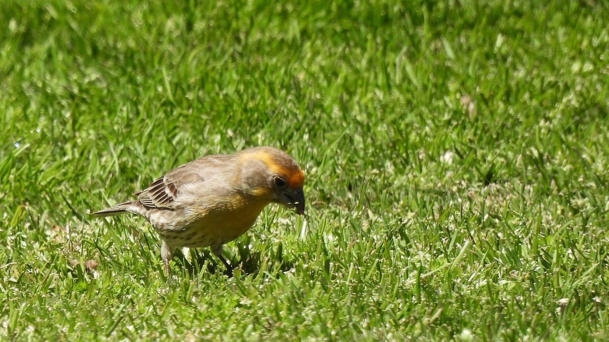 House Finch - ML639960294