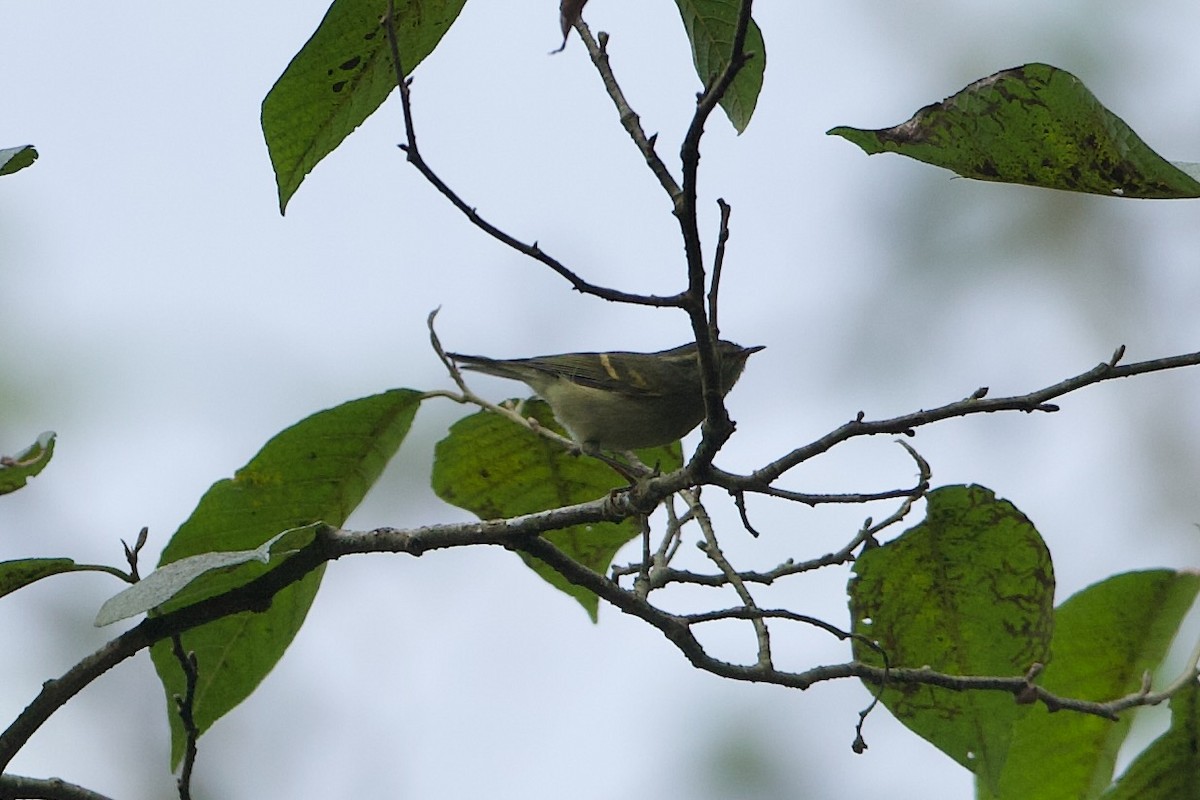 Buff-barred Warbler - ML639960298