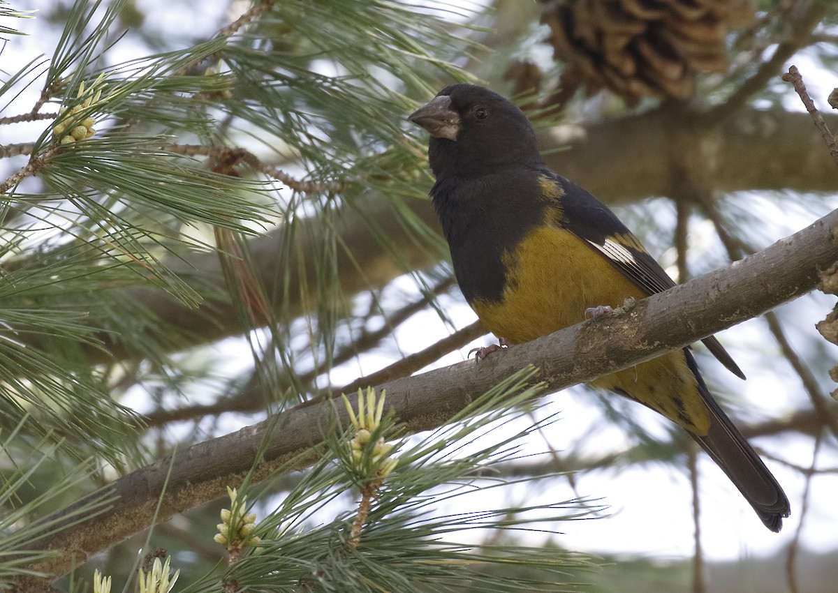 White-winged Grosbeak - ML63996031