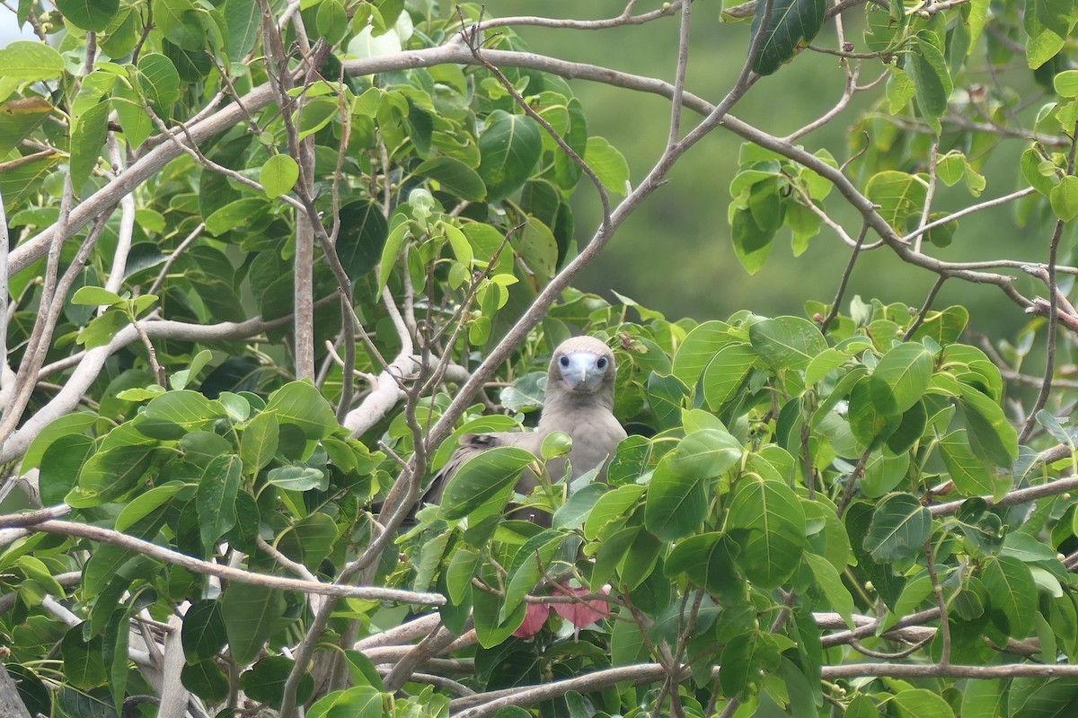Fou à pieds rouges - ML639960317