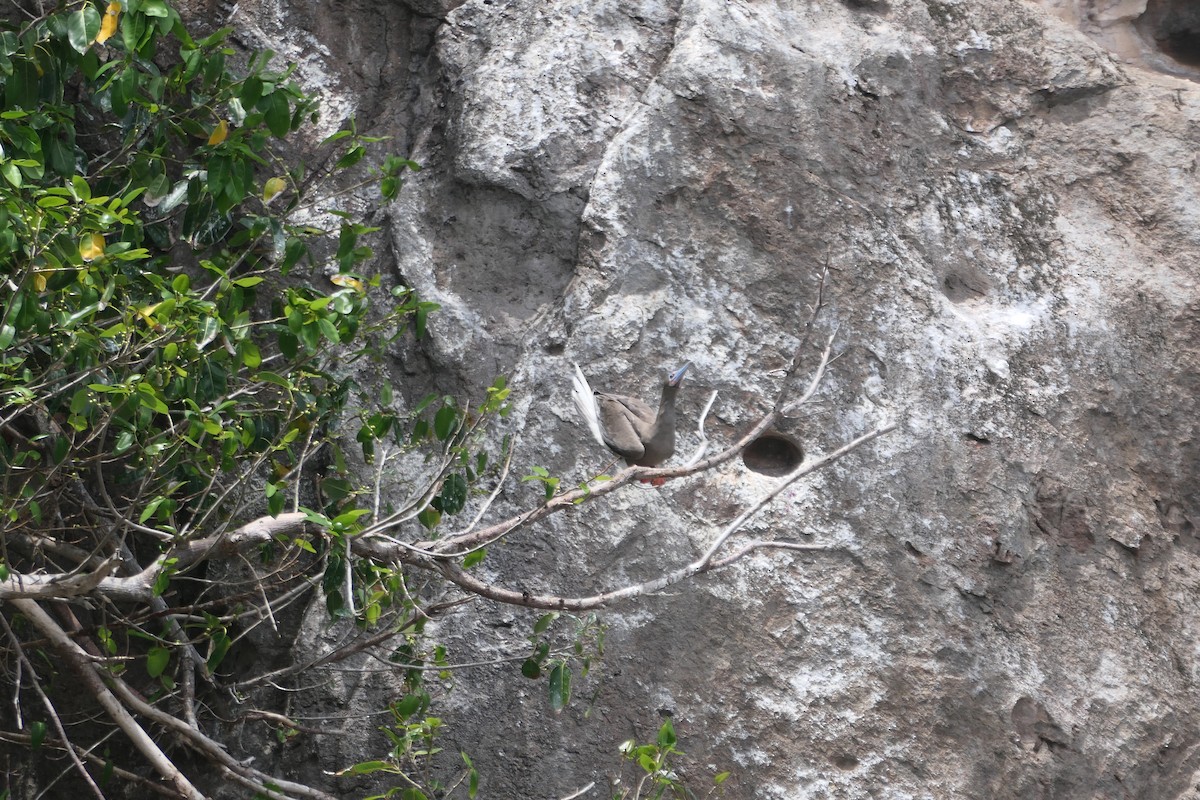 Fou à pieds rouges - ML639960319