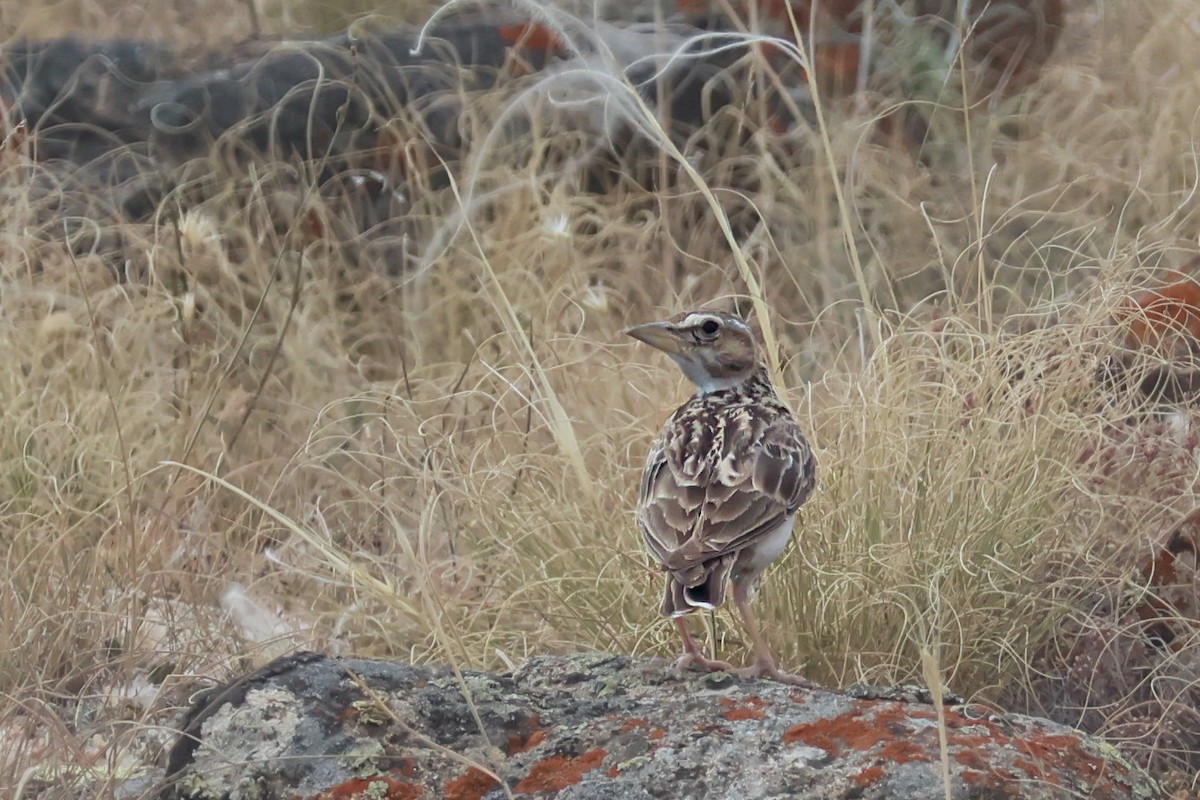 kalandra dvouskvrnná - ML639960323