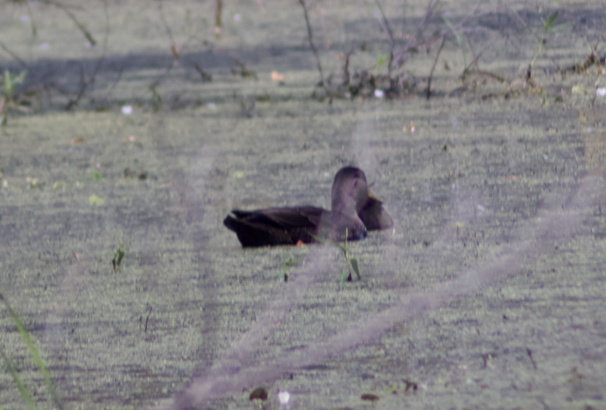 American Black Duck - ML639960369