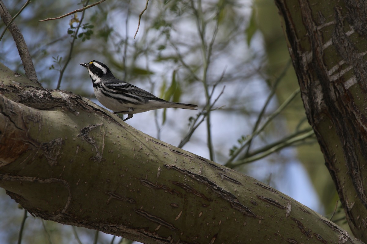 Black-throated Gray Warbler - ML639960373