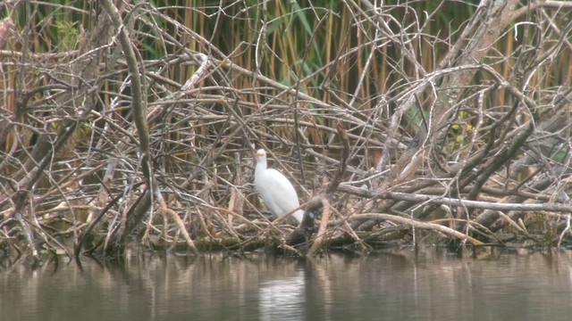 Western Cattle-Egret - ML639960377